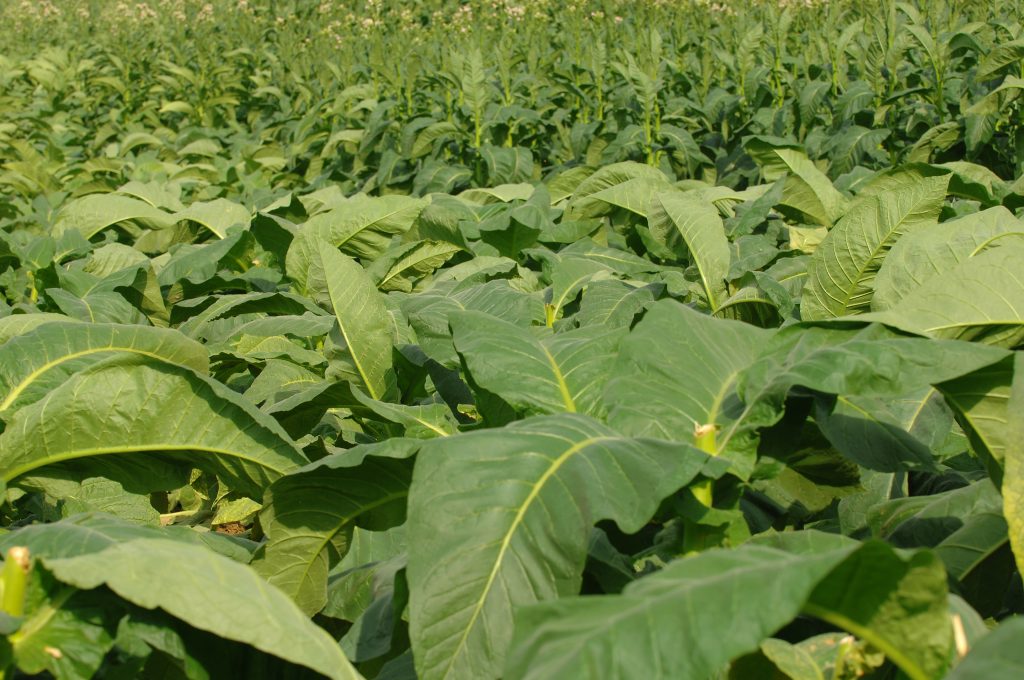 Tobacco plants in a field that will be used in Avanti cigars